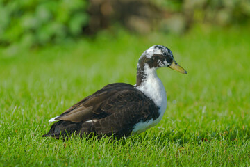 duck in the grass