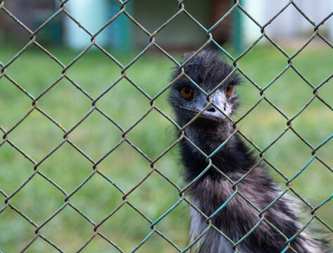 Emu ostrich portrait looks large through the fence net