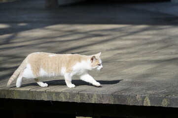 子猫