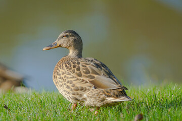 duck on the grass