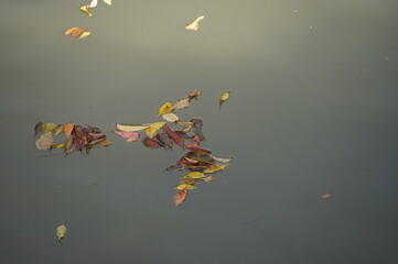 水に浮かぶ葉