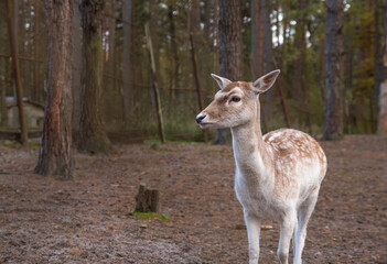 deer in the zoo walk around their cage