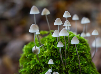 Biodiversity and Symbiosis between fungi - mossy- lichen,natural biology.Photosynthesis,Marturanum Regional Park,Barbarano Romano,Italy. © Raksanstudio