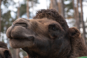 portrait of a camel in the zoo