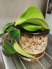 Houseplant in a flower pot