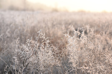 delicate openwork flowers in the frost. Gently lilac frosty natural winter background. Beautiful...