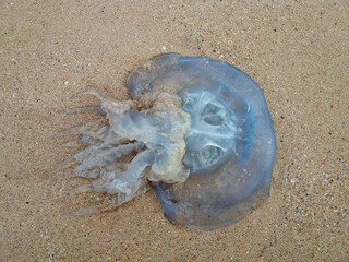 Медуза на песке © golisin