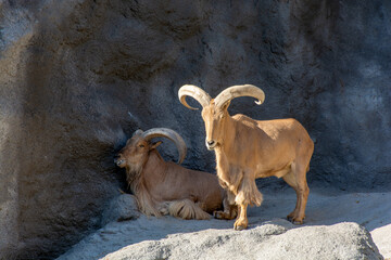 Wild mountain goat on the background of rocky mountains close up