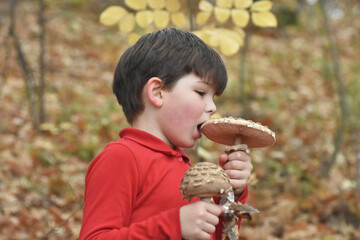Boy hold a giant mushroom in the forest. Parasol mushroom, macrolepiota procera, in child hand