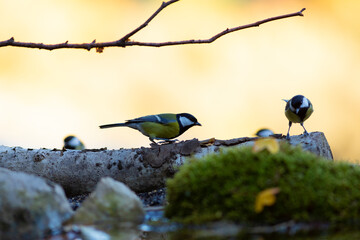 Carbonero (parus major) con colores de otño (ave pájaro salvaje) 