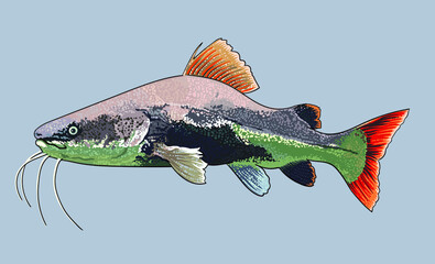 drawing redtail catfish, monter river fish, art.illustration, vector - obrazy, fototapety, plakaty