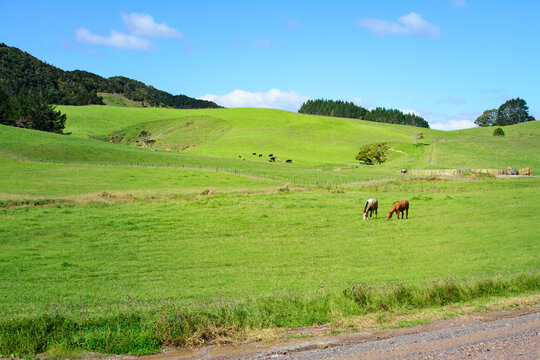 Vintage photo of horses grazing on the slopes of green rolling hills. Iconic New Zealand. Toned image