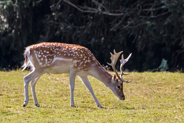 Daim de profil broutant dans la prairie