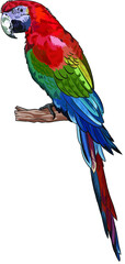 Drawing macaw bird, beautiful birds, art.illustration, vector