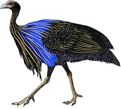 Drawing weirdest birds, rare birds collection, art .illustration, vector