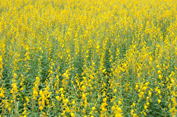 Obraz premium Field Sunhemp (Crotalaria juncea ,Madras hemp) is a tropical Asian plant It bears yellow flowers and elongate, alternate leaves