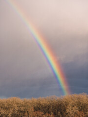 bright rainbow over trees against dark sky