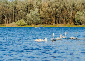 Young swans in the cool water of the canal near the city of Novi Sad in the autumn.