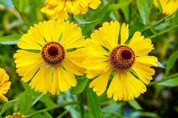 Helenium 'Blutentisch' a late summer autumn flowering plant with a yellow fall flower commonly known as sneezeweed, stock photo image