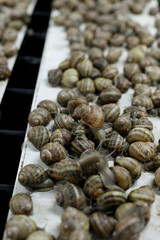 snails on a snail farm. snails in Burgundy. cosmetics with mucin