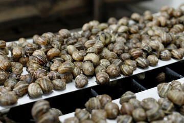 growing snails on a farm for production. cosmetics with mucin.