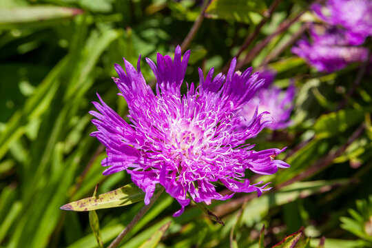 Stokesia Laevis 'Purple Parasols' a summer autumn fall flowering plant with a purple summertime flower commonly known as Stoke's Aster, stock photo image