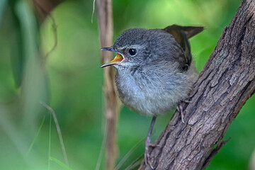 white-browed scrubwren calling