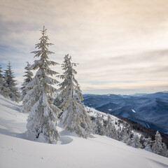 Winter nature. Frosty weather. Christmas background. Artistic style. Wallpaper background. Natural scenery. Carpathian Ukraine Europe.