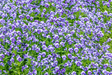 Naklejka premium お花畑