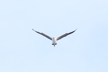 Angry looking white seagull flying toward camera
