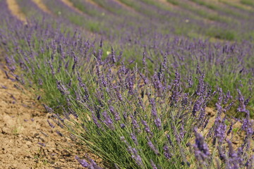 Field and furrows of Lavender, Lavandula angustifolia, Lavandula officinalis in sunny summer day,...