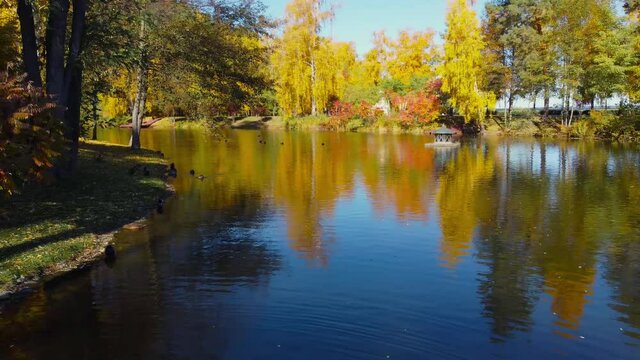 Lake with swans on shore in the autumn park