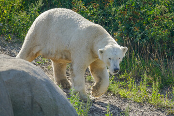 white polar bear