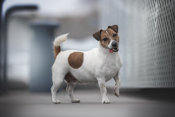 Funny female jack russell terrier dog with her tongue sticking out standing on a gray tile against the backdrop of a blue cityscape. Paw in the air. The mouth is open. Looking into the camera