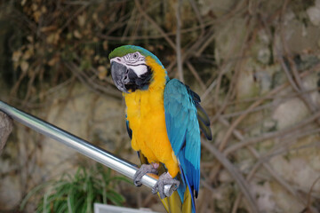 Perroquet sur une branche