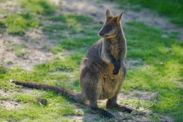 kangaroo in the grass