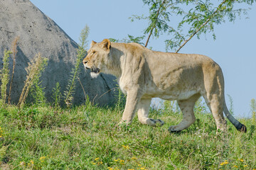 Obraz premium lioness in the grass
