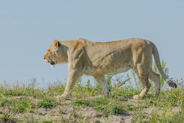 lioness in the grass