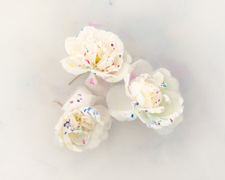 Art photo of white roses floating in bath of water and milk and colorful paint