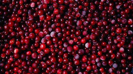 Winter background with many frozen  red cranberries 16*9 closeup