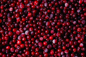 Winter background with many frozen  red cranberries 