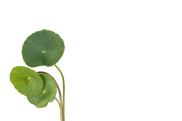 Asiatic Leaf Herb gotu kola, indian pennywort, centella asiatica, tropical herb isolated on white...
