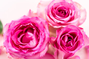 Pink roses