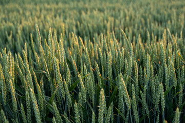 Close up of young wheat ears growing on the field in a sunset. Summer landscape. Agriculture harvest. Countryside background.