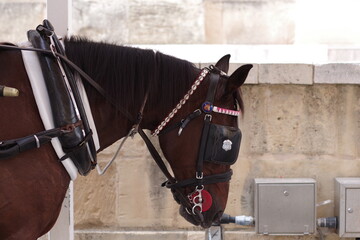 Portrait d'un cheval d'attelage avec des œillères