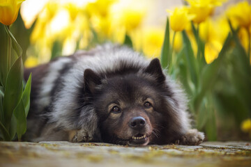 Glückliches Hundeleben