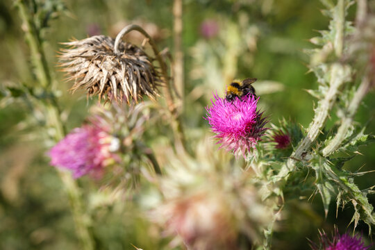 Abeille qui butine une fleur de chardon 