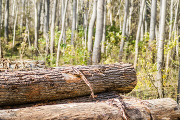 Forest by the Danube in Autumn. Cut poplar trees by the road in the autumn forest. 