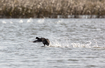 Fototapeta premium Eurasian coot running on water