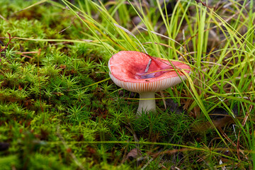 Fototapete bei efototapeten.de bestellen   